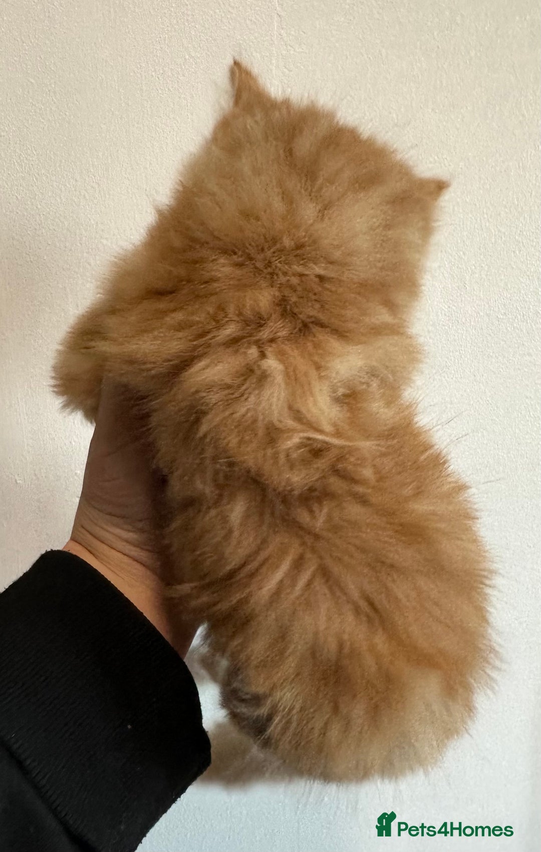 Maine Coon cats for sale: We have 4  sweet English Maine coon kittens❣️ - Advert 20