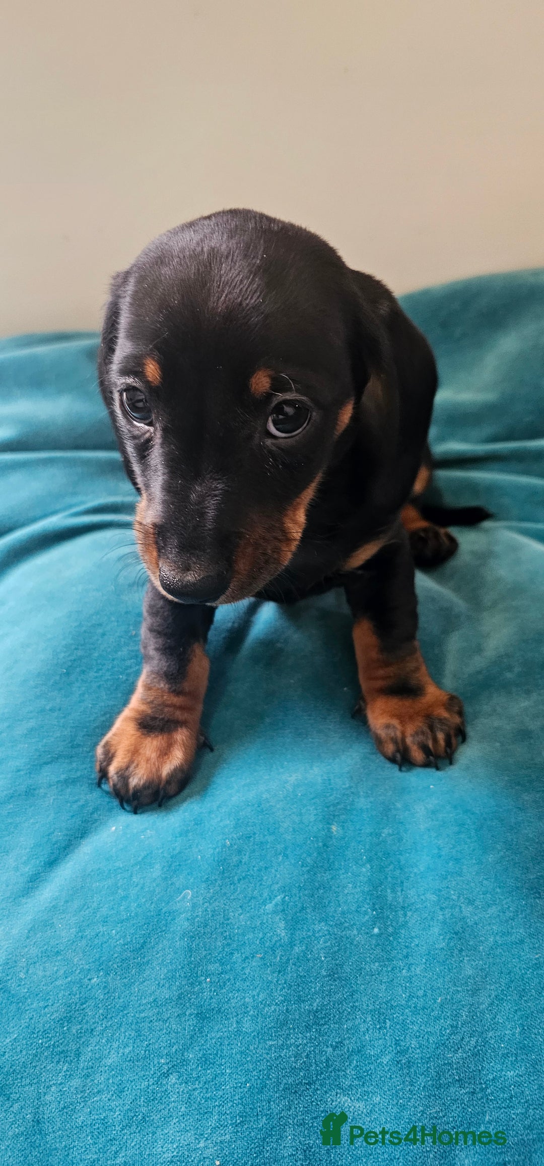 Miniature Dachshund dogs for sale: Puppy 1 boy Black & Tan  - Image 3