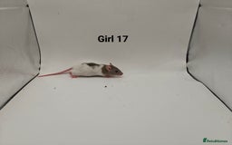 Rat rodents for sale: October Litters: 32 Rats For Sale - Image 32