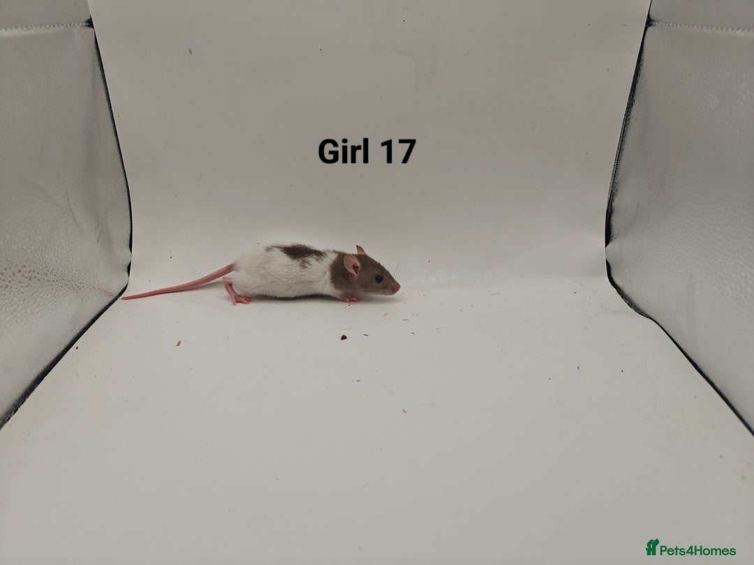 Rat rodents for sale: October Litters: 32 Rats For Sale - Image 32