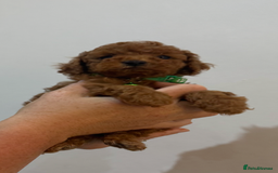 Miniature Poodle dogs for sale: Mini poodle puppies ready to leave Friday  in Swansea - Image 12