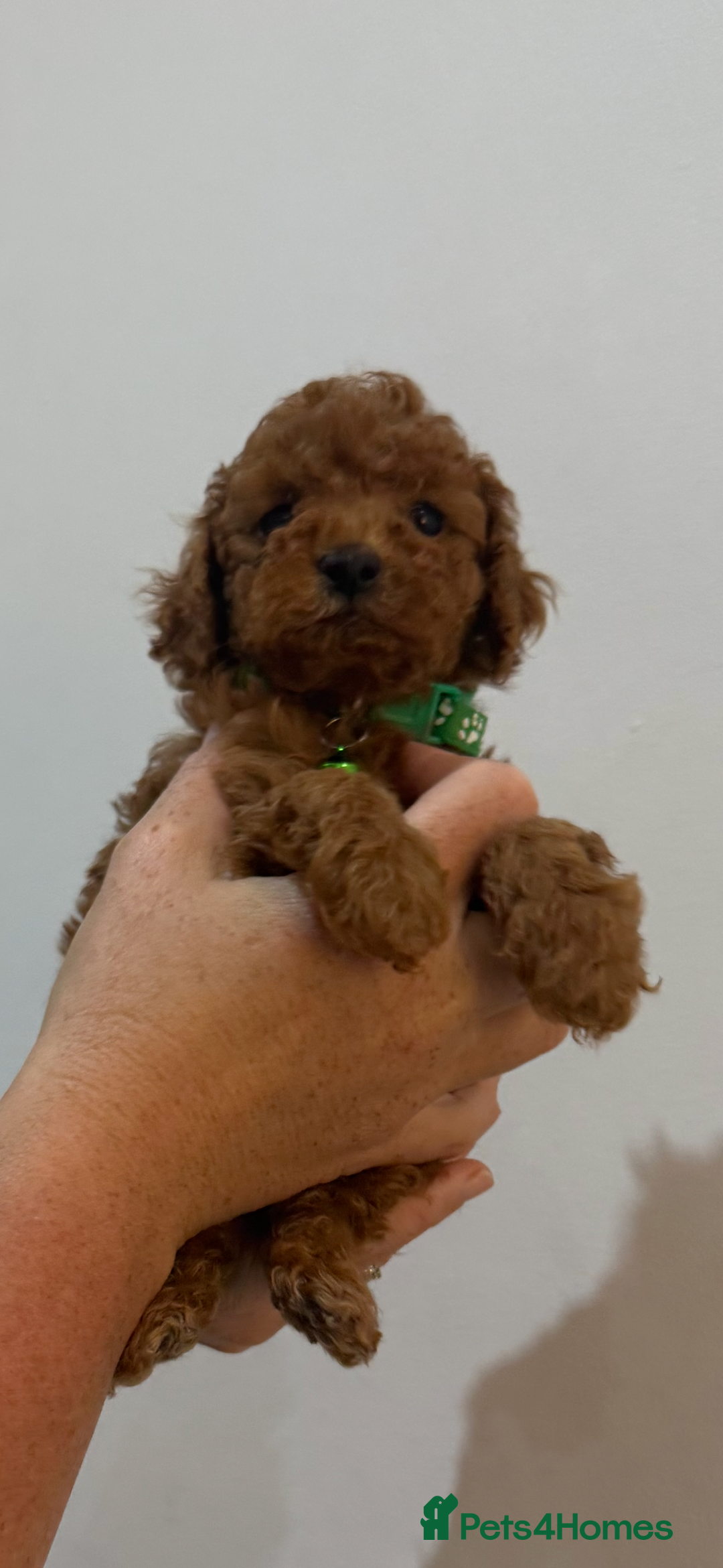 Miniature Poodle dogs for sale: Mini poodle puppies ready to leave Friday  in Swansea - Image 12