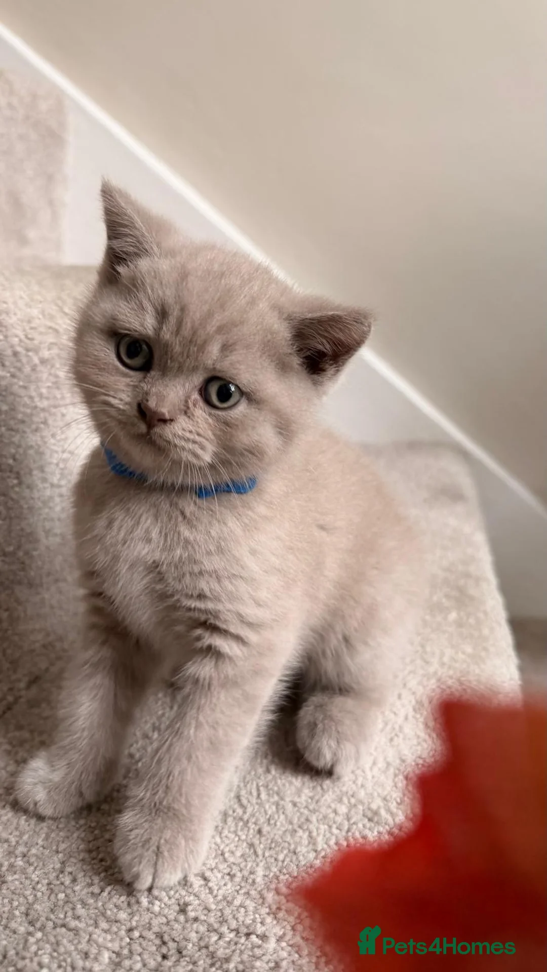 British Shorthair cats for sale: Stunning British shorthair kittens  - Advert 1