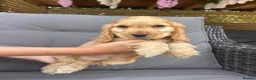 Cocker Spaniel dogs for sale: Kc reg health tested show cocker spaniels  - Advert 24