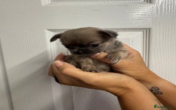 Chug dogs for sale: 6 beautiful chug puppies for sale ❤️ - Image 36