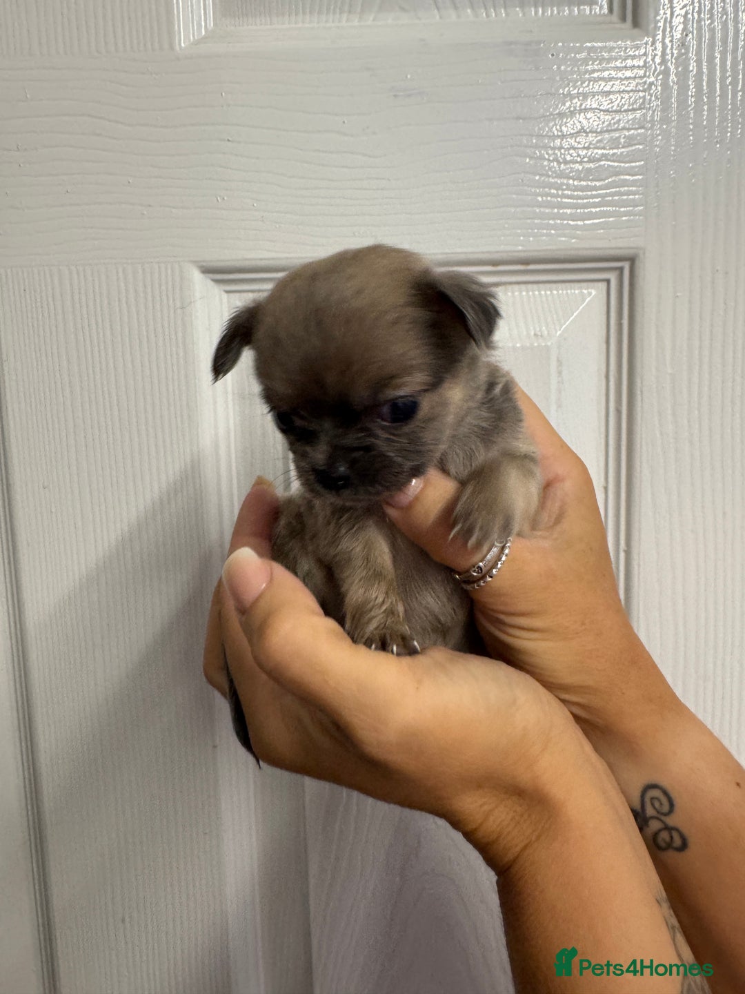 Chug dogs for sale: 6 beautiful chug puppies for sale ❤️ - Image 36