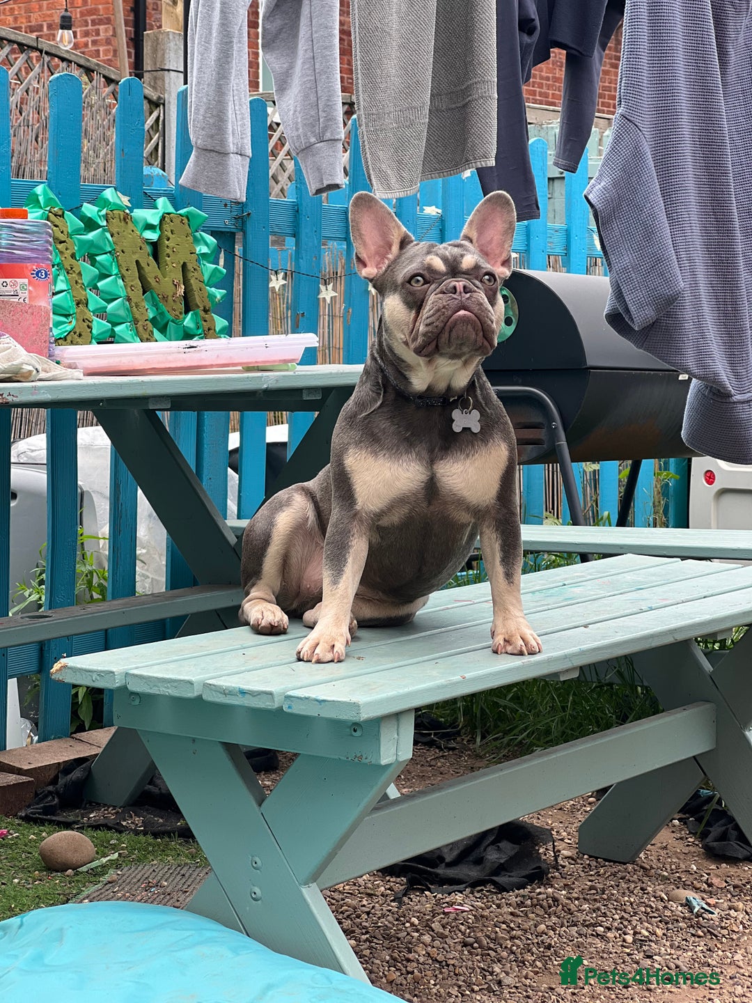 French Bulldog dogs for sale: French bulldog girl 1 year 2 months old  - Advert 5