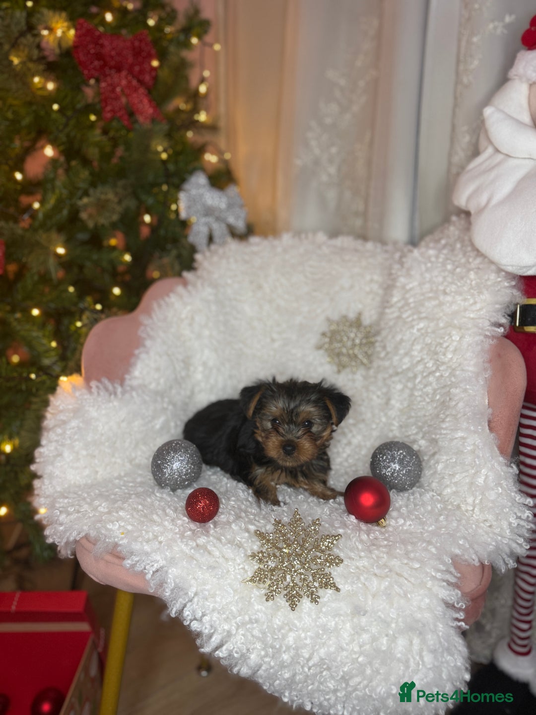 Yorkshire Terrier dogs for sale: Yorkshire puppy - Advert 6