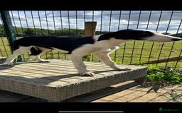 Lurcher dogs for sale: ** Top Quality Lurchers** in Leicester - Image 2