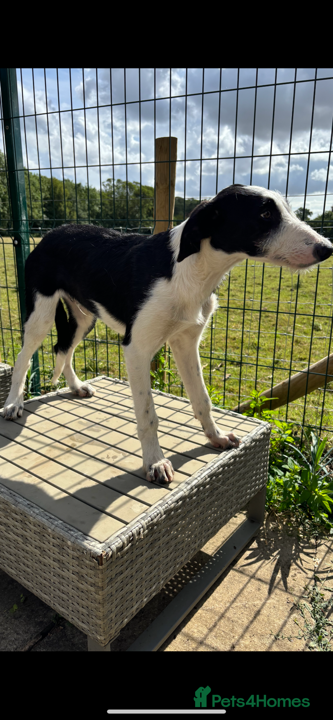 Lurcher dogs for sale: ** Top Quality Lurchers** in Leicester - Image 2
