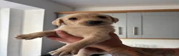 Labrador Retriever dogs for sale: 6 KC Registered Labrador Pups 3 Left !! - Advert 23