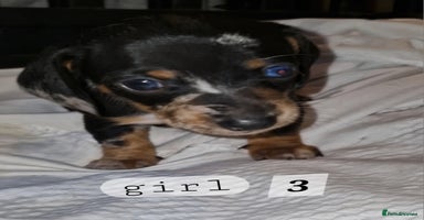 Dachshund dogs - Advert 9