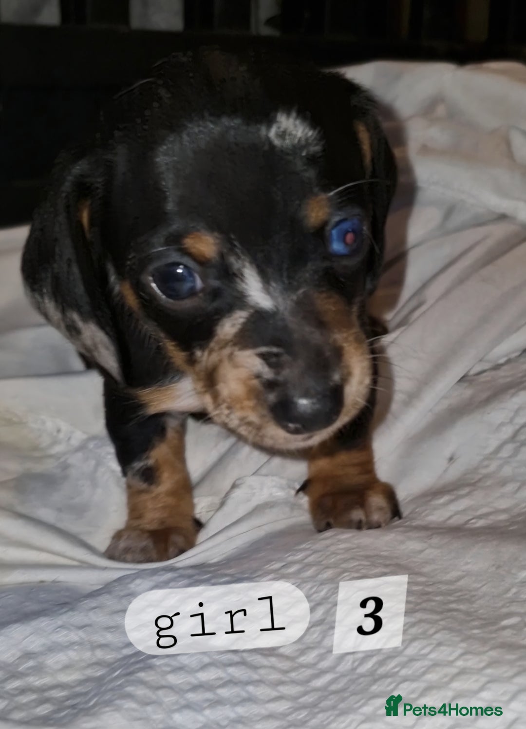 Dachshund dogs for sale: 7 beautiful dachshunds puppys - Image 23