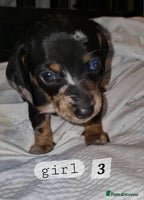 Dachshund dogs - Advert 9