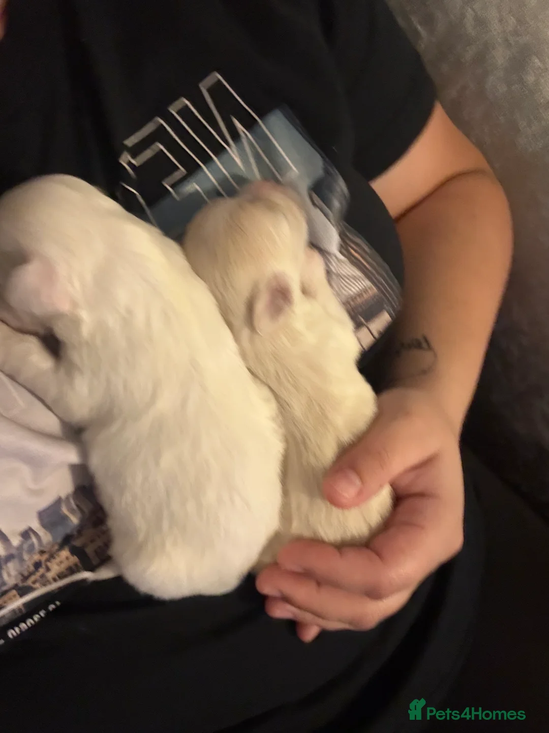 Mixed Breed dogs for sale: Bichon x Maltese pups ALL HAVE BEEN RESERVED - Advert 2