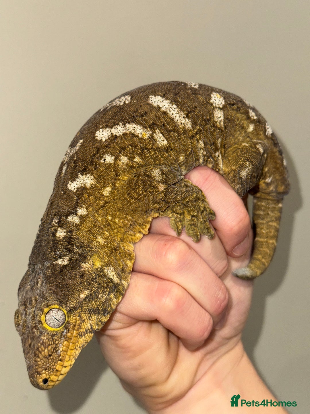 Gecko reptiles for sale: Leachianus Moro Mix Female  - Advert 1