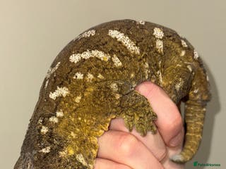 Gecko reptiles Leachianus Moro Mix Female - Advert 14