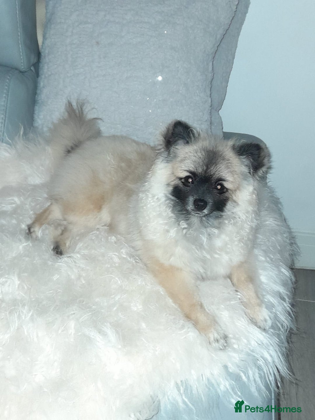 Pomeranian dogs for stud: 2kg, KC Registered, Proven, Pomeranian  in Cardiff - Advert 4