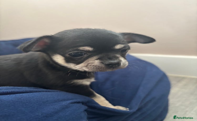 Chihuahua dogs - Advert 13