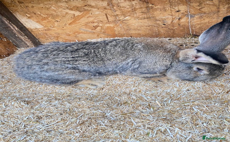 Continental Giant rabbits Huge Giant Rabbit Male - Advert 5