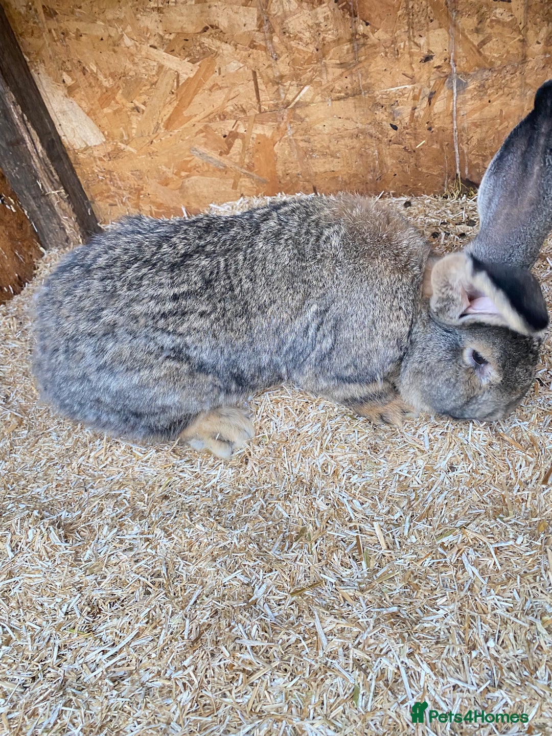 Continental Giant rabbits for sale: Huge Giant Rabbit Male - Advert 1