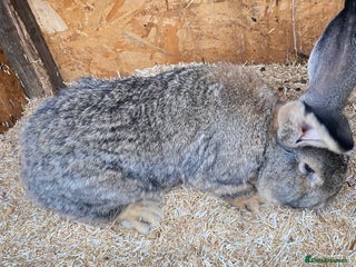 Continental Giant rabbits Huge Giant Rabbit Male - Advert 9