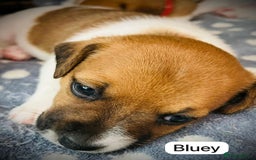 Jack Russell dogs for sale: Beautiful Jack Russell Puppies - Image 5