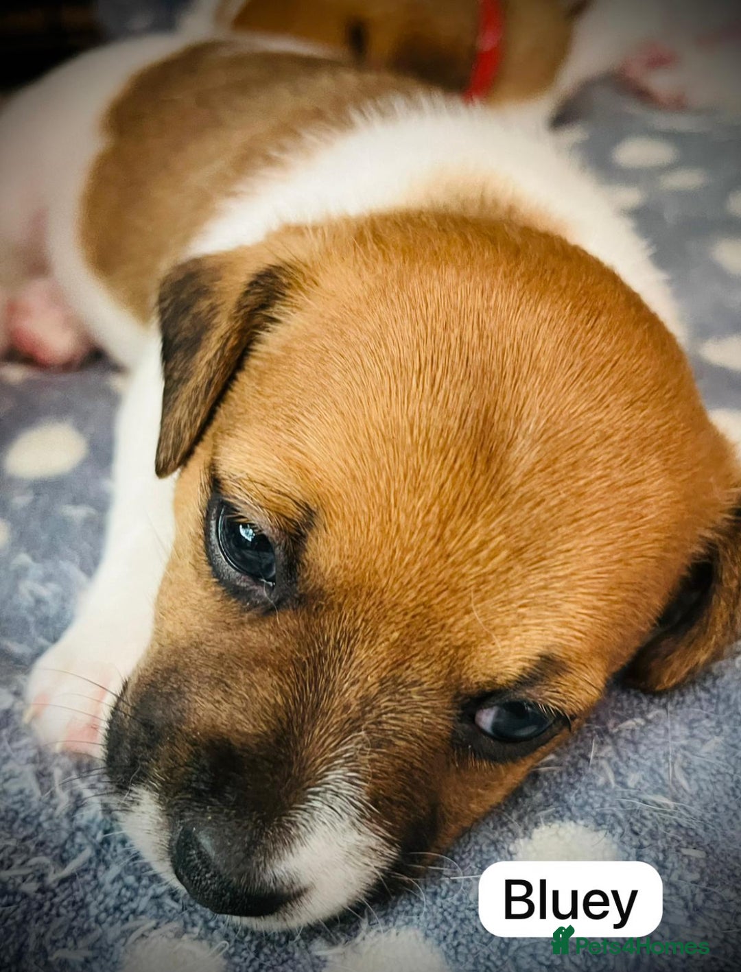 Jack Russell dogs for sale: Beautiful Jack Russell Puppies - Image 5