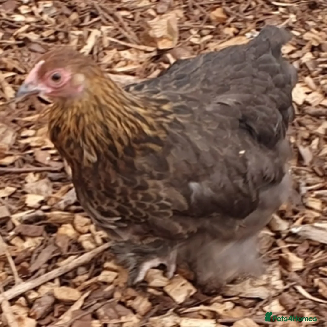 Chickens poultry for sale: Bantams fully vaccinated  - Advert 3
