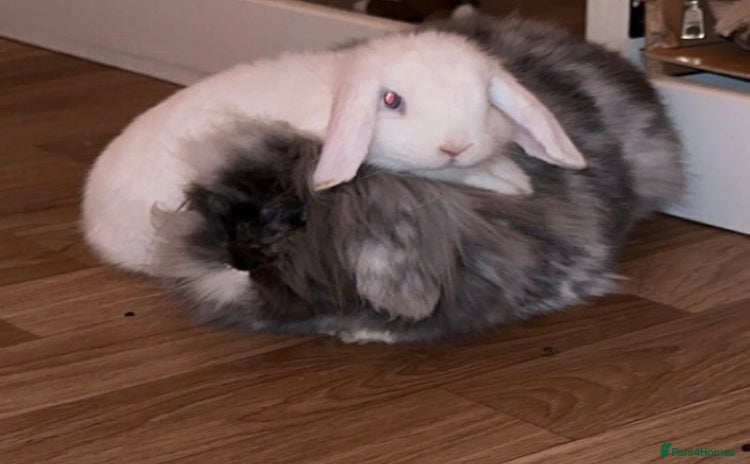 Mini Lion Lop rabbits Beautiful Bunny’s Sushi 5yrs & Marshmallow 3yrs - Advert 3