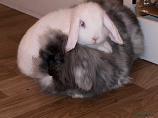 Mini Lion Lop rabbits Beautiful Bunny’s Sushi 5yrs & Marshmallow 3yrs - Advert 3