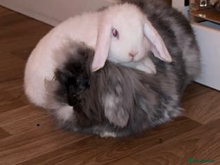 Mini Lion Lop rabbits Beautiful Bunny’s Sushi 5yrs & Marshmallow 3yrs - Advert 7