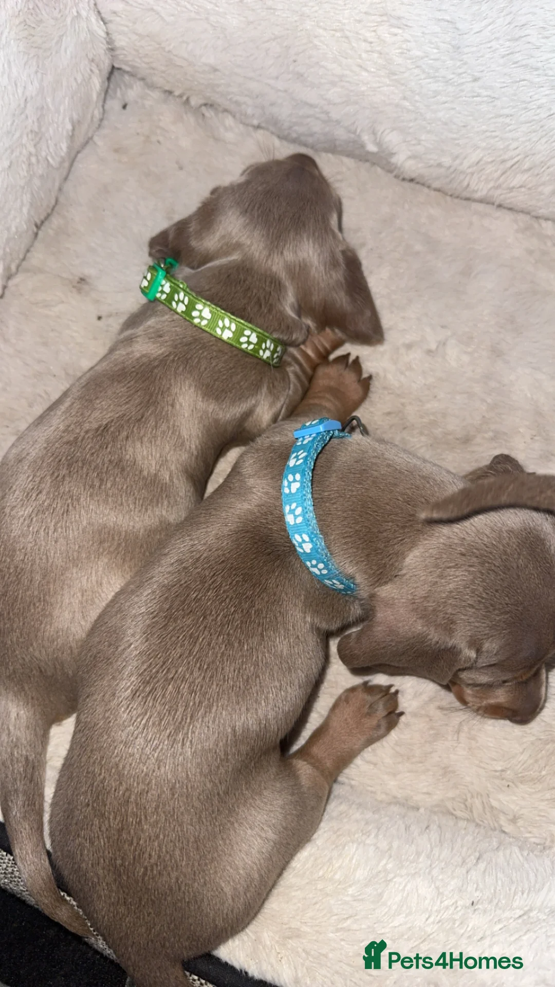 Miniature Dachshund dogs for sale: beautiful male Kc miniature Dachshunds  - Advert 2