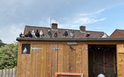 Pigeons birds for sale: Birmingham rollers  - Image 3