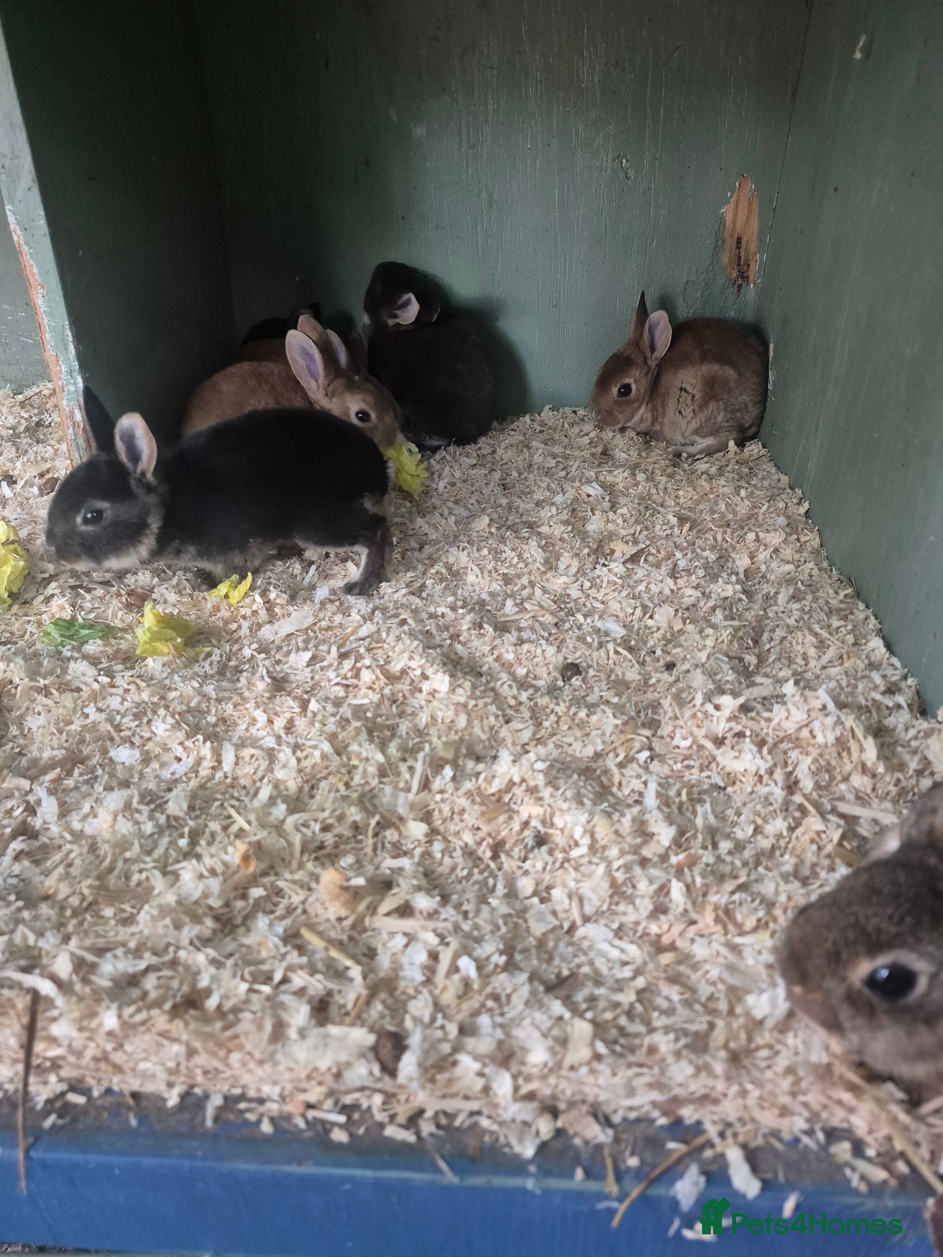 Rex rabbits for sale: Standard rex rabbits  - Advert 8