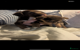 Mixed Breed dogs for sale: Adorable puppies ready 11/10 - Image 2