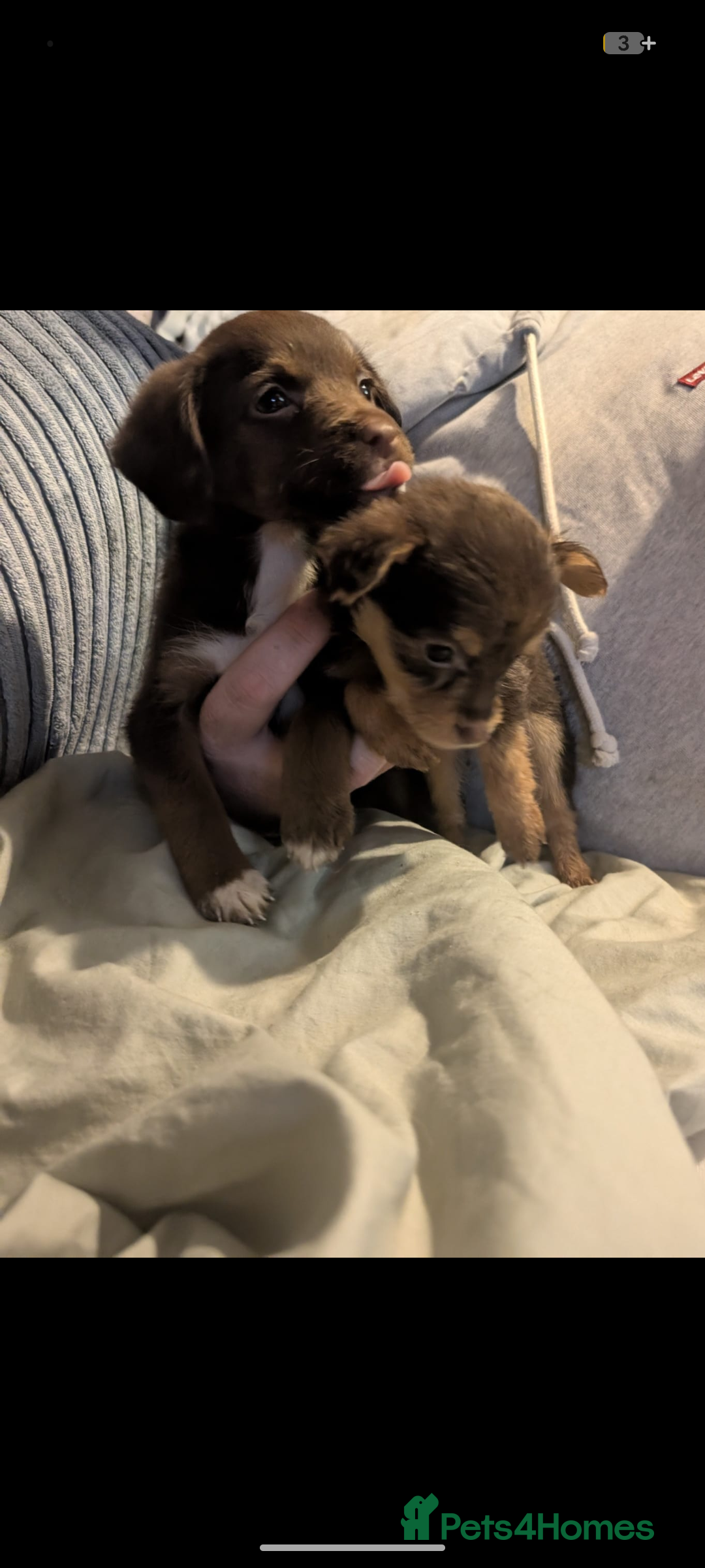 Mixed Breed dogs for sale: Adorable puppies ready 11/10 - Image 2