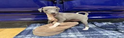 Italian Greyhound dogs for sale: The Most AMAZING colours! - Advert 2