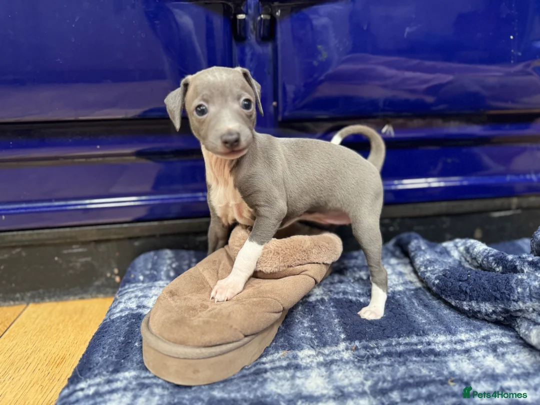 Italian Greyhound dogs for sale: The Most AMAZING colours! - Advert 2