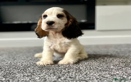 Cocker Spaniel dogs for sale: Kc registered Show cocker spaniels - Image 18