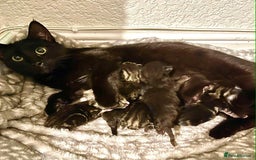 Mixed Breed cats for sale: 4 kittens for sale - Image 7