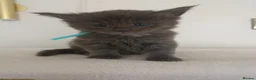 Maine Coon cats for sale: Exceptional Maine Coon kittens 😻💞 - Advert 8