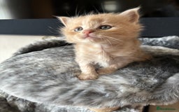 Maine Coon cats for sale: 7 Maine Coon x Bengal kittens - Image 6