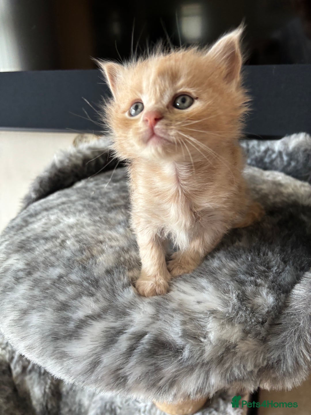 Maine Coon cats for sale: 7 Maine Coon x Bengal kittens - Image 6