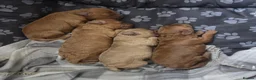 Cavapoochon dogs for sale: Beautiful F1B Toy Cavapoochon Puppies - Advert 34