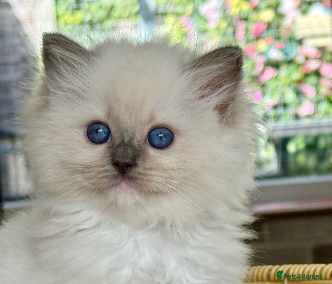 Ragdoll cats for sale: 2 beautiful Active girls  - Image 6