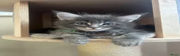 Maine Coon cats for sale: TICA Registered Maine Coon Kittens Available  in Sutton - Advert 27