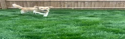 Golden Retriever dogs for stud: De niro golden boy  - Advert 5