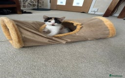 Mixed Breed cats for sale: Kittens - Image 11