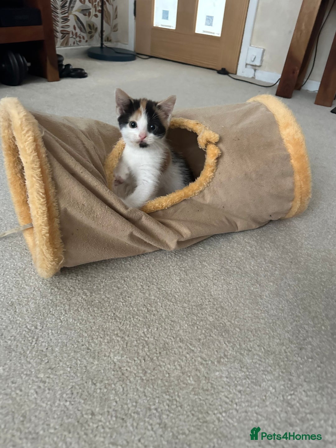 Mixed Breed cats for sale: Kittens - Image 11